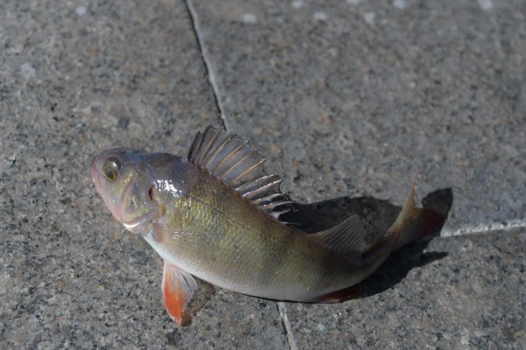 DSC_6685.JPG DSC_6685.JPG
