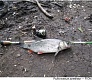 За город на голавля - Tsuribito Sexy Minnow 25F