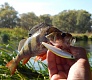 На малой речке (тестирование Tsuribito Minnow 60F и 80SP)