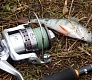 Море, окунь, друзья и Trout Pro G-force 2000