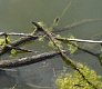 Новинки 2015. Tsuribito Minnow
