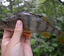 Новинки 2015. Tsuribito Minnow