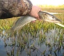 Младший мелководный убийца Dead Minnow 70F, 70SP, 70SS