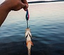 Tsuribito Supersoft vs проверенные воблеры Dead Minnow и Masu Tsuri
