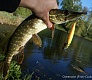 Обзор TSURIBITO MINNOW 80