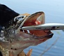 Tsuribito Minnow 95SP. Уловистый шедевр