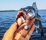 Tsuribito Supersoft vs проверенные воблеры Dead Minnow и Masu Tsuri