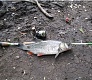 За город на голавля - Tsuribito Sexy Minnow 25F