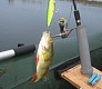 Младший мелководный убийца Dead Minnow 70F, 70SP, 70SS