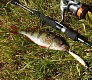 На малой речке (тестирование Tsuribito Minnow 60F и 80SP)