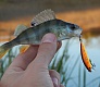 Tsuribito Minnow 42 и 50. Вечер на домашнем водоеме.