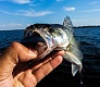 Tsuribito Supersoft vs   Dead Minnow  Masu Tsuri