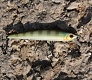  -  Tsuribito Smash Minnow 90F/90SP