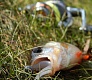 Тестирование силикона Trout Pro: Yujiro и Okinawa
