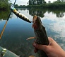 Младший мелководный убийца Dead Minnow 70F, 70SP, 70SS