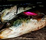 Tsuribito Supersoft vs   Dead Minnow  Masu Tsuri