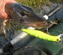 Мелководный убийца «Tsuribito Dead Minnow»