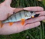 Tsuribito Minnow 35: аплодирую стоя!