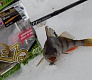 Trout Pro MISO. Бюджетная копия легендарной приманки!