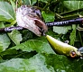 Tsuribito Supersoft vs проверенные воблеры Dead Minnow и Masu Tsuri