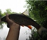 За город на голавля - Tsuribito Sexy Minnow 25F