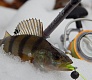 Зимний микроджиг с Trout Pro Tempura 55