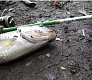 За город на голавля - Tsuribito Sexy Minnow 25F
