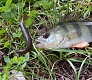Тестирование силикона Trout Pro: Yujiro и Okinawa