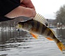 Зимний микроджиг с Trout Pro Tempura 55