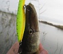 Мелководный убийца «Tsuribito Dead Minnow»