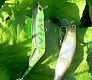 Joint Minnow 110F - новинка от Tsuribito!