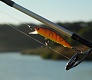 Tsuribito Minnow 42 и 50. Вечер на домашнем водоеме.