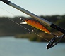 Tsuribito Minnow 42  50.    .