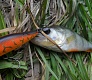 Tsuribito Deep Diver Minnow