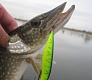 Младший мелководный убийца Dead Minnow 70F, 70SP, 70SS