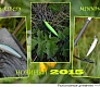 Новинки 2015. Tsuribito Minnow