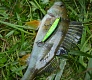 Новинки 2015. Tsuribito Minnow