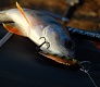 Tsuribito Minnow 35: аплодирую стоя!