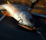 Tsuribito Minnow 35:  !