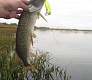 Младший мелководный убийца Dead Minnow 70F, 70SP, 70SS