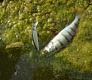 Новинки 2015. Tsuribito Minnow