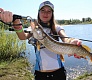 Окунь на Tsuribito Delicious Shiner