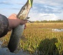 Младший мелководный убийца Dead Minnow 70F, 70SP, 70SS