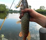 Младший мелководный убийца Dead Minnow 70F, 70SP, 70SS