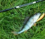 Tsuribito Minnow 42 и 50. Вечер на домашнем водоеме.