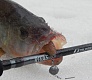 Trophy «bass» & Tsuribito Porky Chunk Jr.