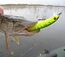 Мелководный убийца «Tsuribito Dead Minnow»