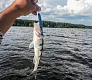 Tsuribito Supersoft vs   Dead Minnow  Masu Tsuri