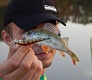 Tsuribito Jerkbait 50F-SR. Просто хороший воблер