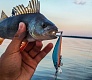 Tsuribito Supersoft vs проверенные воблеры Dead Minnow и Masu Tsuri